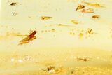 Polished Colombian Copal ( g) - Contains Insects! #364271-1